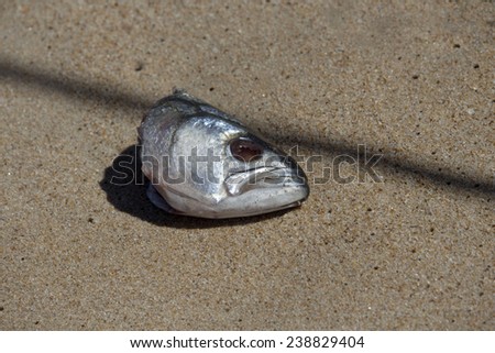 Tailor fish head washed up on the sandy beach  after a fisherman in a boat threw it over board.