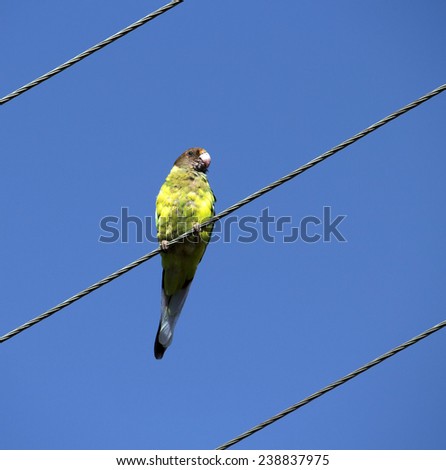 A brightly  feathered  juvenile Australian Ringneck (Barnardius zonarius)  a parrot native to Australia perches on a suburban power line on a sunny afternoon in early summer.