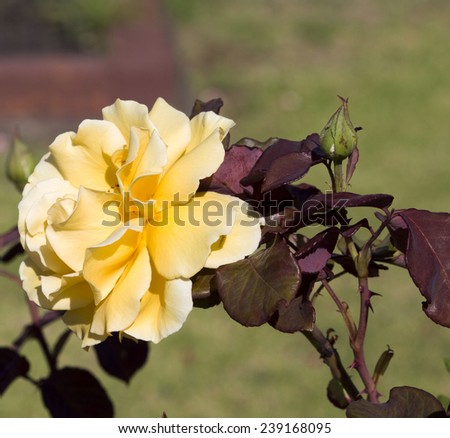 Stunningly  magnificent romantic beautiful yellow  rose blooming in early summer  adds fragrance and beauty to the garden landscape.