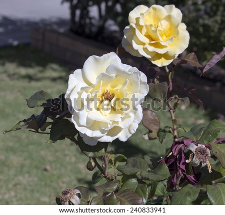 Romantic spectacular  yellow  fading to a creamy white  double  florabunda  fully blown  roses   blooming in early spring  adding fragrance and color to the garden landscape are a  delight  to behold.