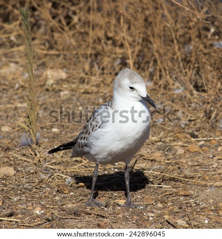 A beautiful seagull   seabird of family Laridae in sub-order Lari  young  brown speckled chick  is  standing on the bare ground on a hot summer afternoon.