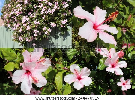 Decorative collage of large pale pink decorative flowers of single hibiscus  species Apple Blossom  growing in a suburban backyard and  spilling over a green metal fence.