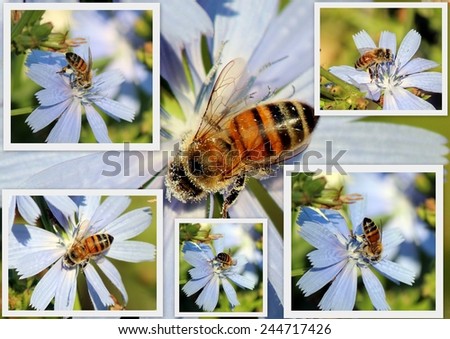 Dainty collage of a honey bee gathering pollen from   pretty blue  flowers of a chicory plant in late spring to create  tasty floral honey.