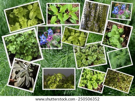 Informative collage of some common herbs -mint, sage, parsley, rosemary, Thai basil, borage, fennel,sweet basil-  easily grown , use dried or fresh, adding flavor and vitamins to many culinary dishes.