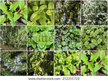 Informative collage of some common herbs -mint, sage, parsley, rosemary, Thai basil, coriander , sweet basil-easily grown , either dried or fresh, adding flavor and vitamins to many culinary dishes.
