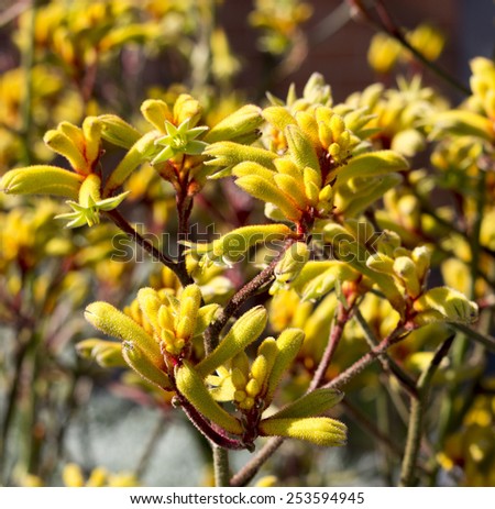 Decorative West Australian wildflower  yellow Kangaroo Paw anigozanthus  Bush Gem hybrid blooming in full splendor in spring and summer is a delightful addition to parks and gardens.