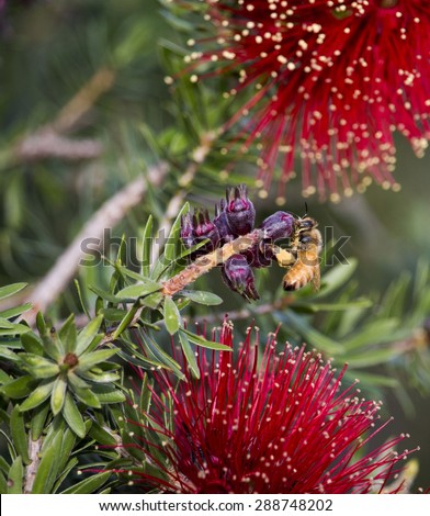 Honey bee gathering pollen from  the red brushes of   iconic West Australian native callistemon or bottle brush species glorious bloom in early  winter adds color to the bush, garden and  park lands.