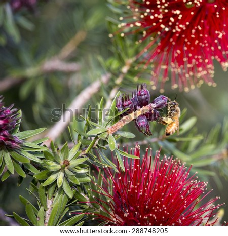 Honey bee gathering pollen from  the red brushes of   iconic West Australian native callistemon or bottle brush species glorious bloom in early  winter adds color to the bush, garden and  park lands.
