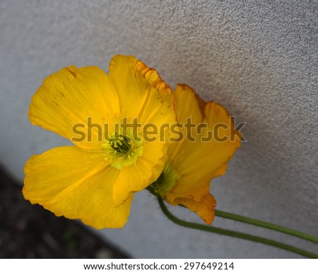Yellow poppies  flowering plants in the subfamily Papaveroideae  family Papaveraceae colorful single  herbaceous plant,  flowering in  early  winter  are   charming and decorative plants.
