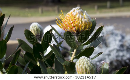 Stunning long lasting yellow orange  flowers of Leucospermum (Pincushion, Pincushion Protea or Leucospermum) Protea species blooming in late winter   attract bees and native birds to the garden.