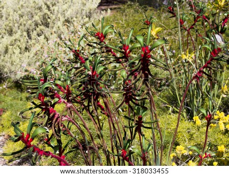 Decorative West Australian wildflower Red Kangaroo Paw anigozanthus manglesii blooming in full splendour in  King\'s Park Perth Western Australia in early spring  is a splendid tourist attraction.