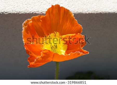 An orange   poppy  flowering plant in the subfamily Papaveroideae  family Papaveraceae colorful single  herbaceous plant,  flowering in  early  spring is a  charming and decorative plant.