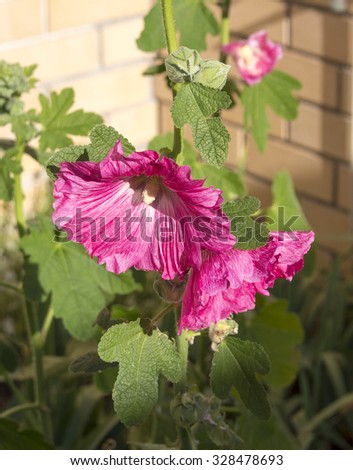 Dainty tall  deep  pink hollyhock Alcea, a genus of about 60 species of flowering plants in the mallow family Malvaceae flowering in spring against a cream clay brick wall adds cottage garden beauty .