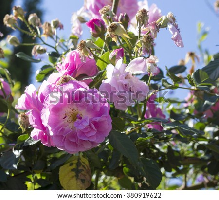 Thomas pink coupon 2018
