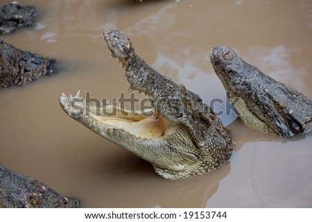 Big crocodile showing his teeth