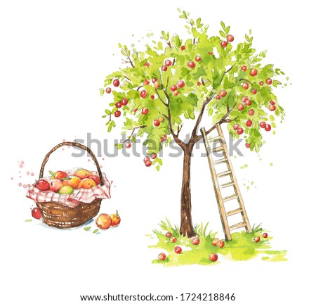 Apple tree with a ladder and a basket of ripe appples, apple farm watercolor illustration 