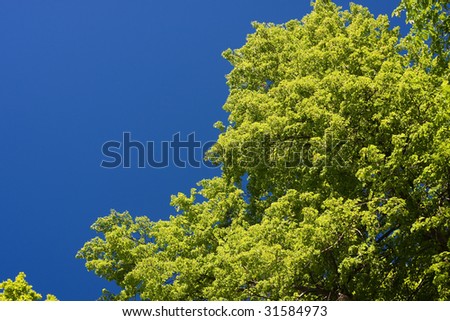 Brightly lit green foliage on sky background