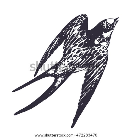 Vector hand drawn swallow bird illustration. Flying swift detailed sketch, beautiful animal in the wild