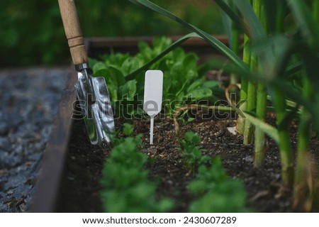 Similar – Image, Stock Photo Growing green parsley in the garden, selective focus