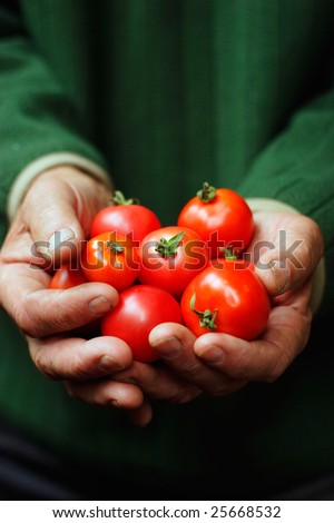 Tomatoes in hands of the old person.