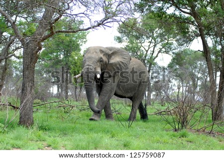 African Elephant walking through open trees and grassland