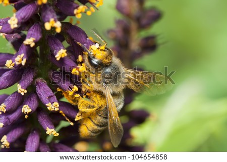 The bee covered with yellow pollen, collects nectar on a violet flower. Macro shooting