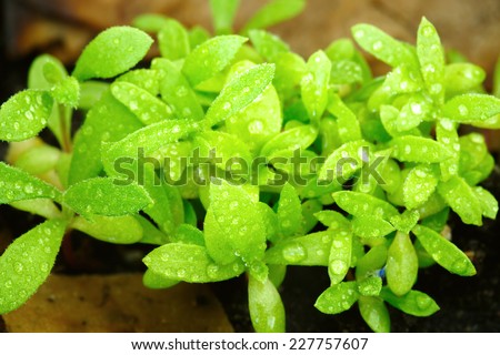 Young tarragon close up. Fresh leaves with dew drop. Healthy food concept.