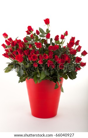 Bucket of Fresh Red Roses on white