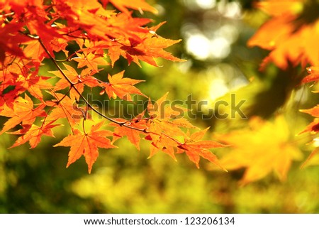 Red yellow fall maple leafs illuminated by sun natural background in Gyeongbok Palace, Seoul, South Korea