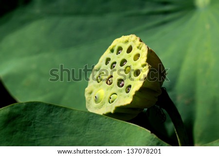 Lotus seed