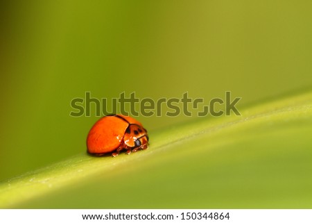 Lady bug on green leaf