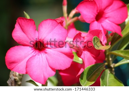 A pink desert rose