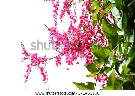 Pink coral vine or mexican creeper or chain of love flower