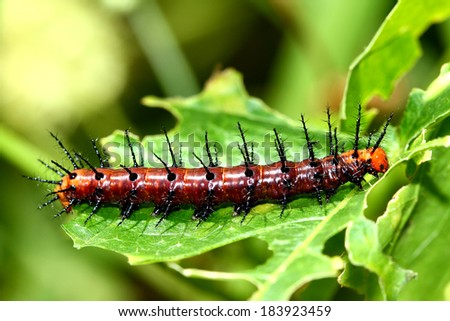 A caterpillar eating leaf
