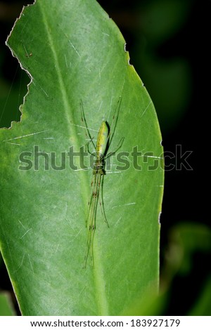 Long leaf spider on leaf
