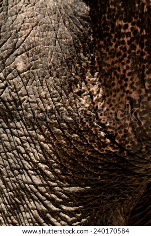skin of elephant in the zoo at Thailand, texture skin elephant