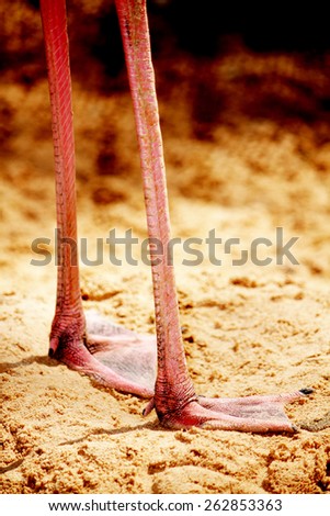 Close-up leg of pink flamingo