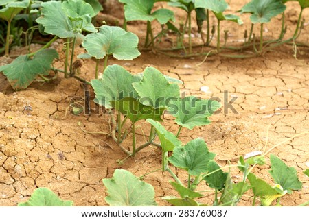 Young pumpkin leaves on ground