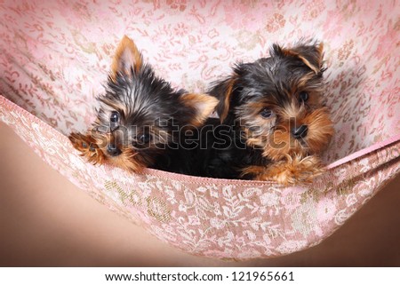 two funny Yorkshire terrier puppy in a hammock