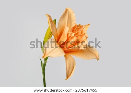 Similar – Image, Stock Photo Yellow flowers of Daylily also known as Hemerocallis sp.