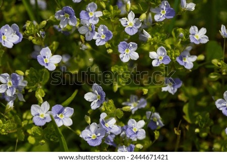 Similar – Image, Stock Photo small blue speedwell flowers