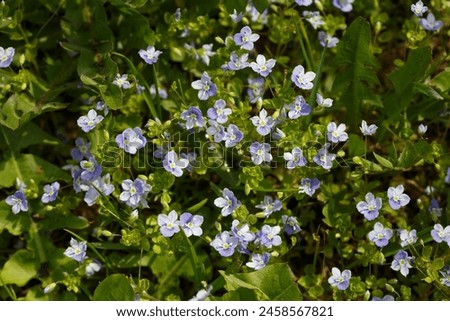 Similar – Image, Stock Photo small blue speedwell flowers