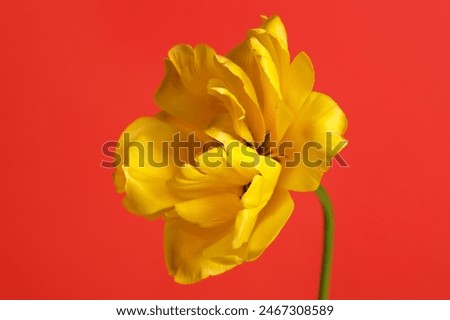 Similar – Image, Stock Photo Tulip Petal Macro tulip