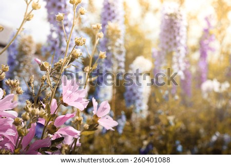 delicate floral background pink hollyhock in the morning sun