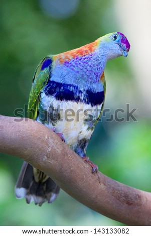 Colorful tropical rainforest bird perched in tree. Photographed at Port douglas in Australia.