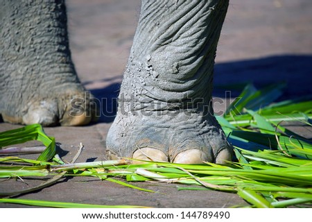 Elephant foot closeup