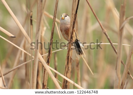 Reed Parrotbill (Paradoxornis heudei) in China