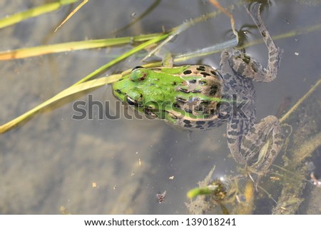 Daruma pond frog (Rana porosa brevipoda) in Japan