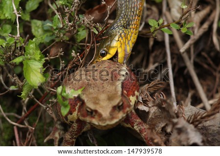 Tiger keelback snake (Rhabdophis tigrinus) eating Japanese toad frog (Bufo japonicus) in Japan
