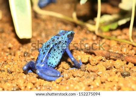 Blue Poison Dart Frog (Dendrobates azureus) in Republiek Suriname